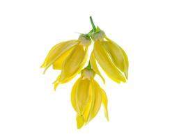 doftande blommor av klättrande ylang ylang foto