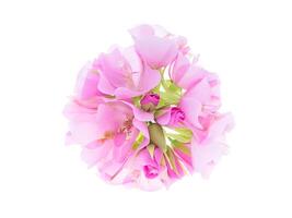 stänga upp av rosa dombeya blomma foto