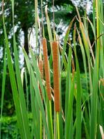 smalbladig cattail växt foto