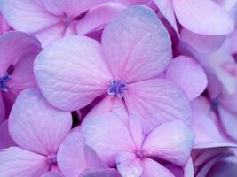 stänga upp hortensia blomma. foto