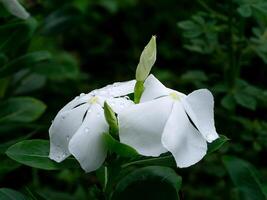 catharanthus roseus blomma foto