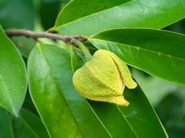 stänga upp soursop blomma på träd. foto