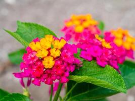 stänga upp av lantana camara blomma. foto