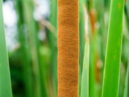 smalbladig cattail växt foto