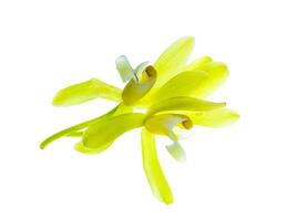 gul cymbidium finlaysonianum blomma. foto