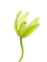 gul cymbidium finlaysonianum blomma. foto