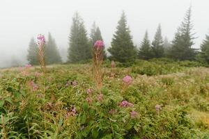 dimma som täcker bergskogen foto