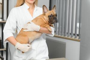 medicin, sällskapsdjur vård och människor begrepp - stänga upp av franska bulldogg hund och veterinär läkare hand på veterinär klinik. foto