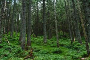 spår i en mörk tall skog på de sluttningar av de berg. karpaterna, Ukraina, Europa. skönhet värld. årgång filtrera foto
