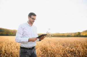 jordbrukare agronom i sojaböna fält kontroll gröda innan skörda. organisk mat produktion och odling. foto