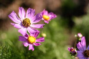 kosmos blommor i en Söt äng, kosmos bipinnatus eller mexikansk aster, daisy familj asteraceae foto