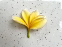 frangipani blommor eller bunga kamboja eller plumeria Fantastisk av gul frangipani blommor foto