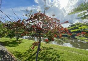 skön röd blommande träd, frodig grön lövverk och blomning av kunglig poinciana flamma träd blommor under en blå himmel foto