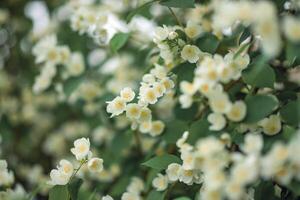 närbild av vit jasmin blommor i de trädgård. en blommande jasmin buske på en solig sommar dag. t foto