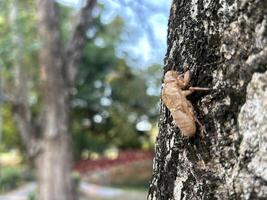 cikada skal klamrar sig fast till träd bark foto