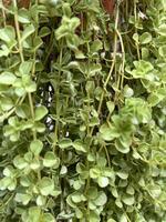 frodig grön lövverk textur i trädgård foto