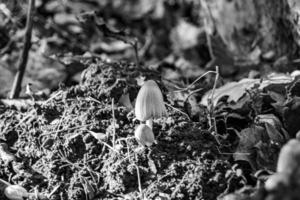 fotografi till tema stor skön giftig svamp i skog på löv bakgrund foto