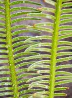 de pinnately sammansatta bladen av cycas siamensis växt med vattendroppe foto
