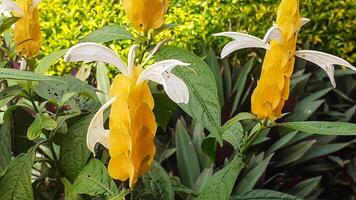 skön gul blomma, pachystachys lutea, blommor på grön löv bakgrund foto