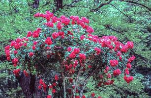 en träd med röd blommor i de mitten av en skog foto