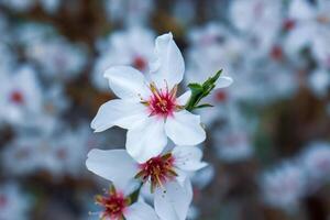 körsbär blomma i vår, vit blommor på de vår träd foto