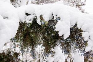 snö täckt träd i de vinter- skog foto