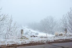 dimmig landskap med snö, snö täckt träd, kall vinter- landskap foto