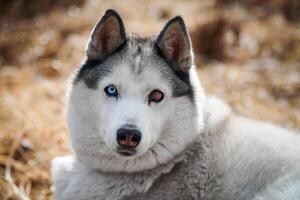 sibirisk hes hund med öga skada stänga upp porträtt skön hes hund med svart vit täcka Färg foto