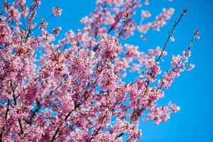 rosa körsbär blomma, skön rosa blommor av japansk körsbär träd på blå himmel bakgrund i trädgård foto