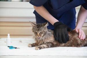 maine Coon katt pinnar ut hans tunga i nöje som veterinär borstar honom foto