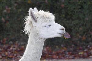 en vit lama med en slarvig frisyr har stängd henne ögon med vit ögonfransar foto