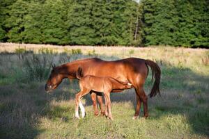 mamma häst med en små föl stå i de strålar av de ljus Sol på de gräsmatta foto