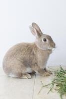 porträtt av en fluffig beige kanin äter gräs, sällskapsdjur, söt djur, påsk kanin foto