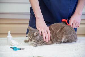 veterinär kammar en gata kattunge på de volontär- hjälpa station, fri katt hjälp foto