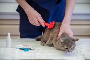 en ung manlig veterinär undersöker en gata grå kattunge på en volontär- station för fri katt hjälpa, tillhandahåller honom foto