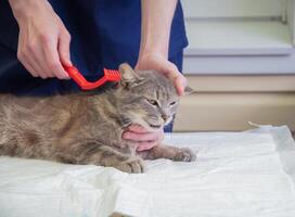 veterinär kammar en gata kattunge på de volontär- hjälpa station, fri katt hjälp foto