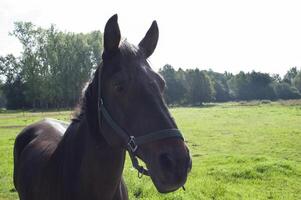 hästar beta på grön gräs i de strålar av de miljö Sol landskap landsbygden foto