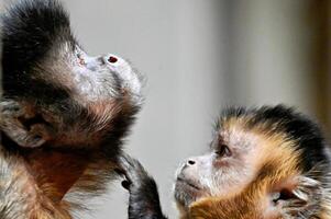 ung capuchin apa brudgummen ett äldre apa. cebus capucinus apella foto