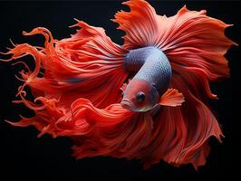 ai genererad porträtt av röd betta fisk på svart bakgrund, generativ ai foto