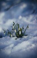 skön snödroppe blommor växande i de snö. tidigt vår. foto