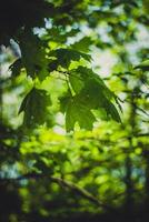 grön löv bakgrund i solig dag med bokeh effekt - årgång retro effekt foto
