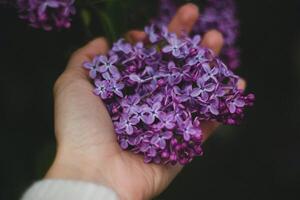 lila blommor i de händer av en flicka på en mörk bakgrund foto