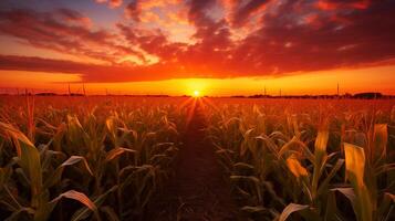 ai genererad skön solnedgång på en majs fält, landskap foto