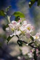 äpple blomma i vår tid. mjuk fokus och grund dof. foto