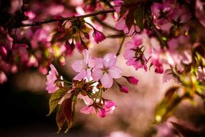 körsbär blomma träd i vår med rosa kronblad och löv foto