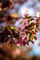 en närbild skott av körsbär blommar foto