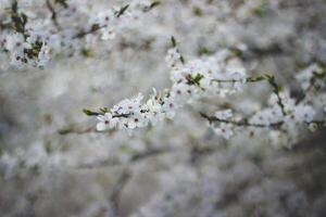 vår blommande av blommor på en träd, vit blommor på en träd foto