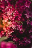 skön rosa blommor i de trädgård. blommig bakgrund med rosa blommor. foto