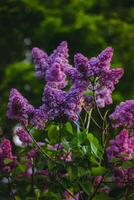 lila lila blommor blomning på en gren i de trädgård foto