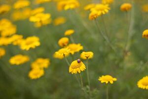 nyckelpiga på en gul daisy blomma i de äng. foto